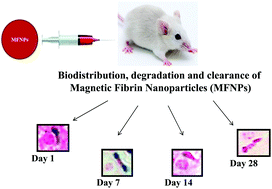 Graphical abstract: Time-dependent biodistribution, clearance and biocompatibility of magnetic fibrin nanoparticles: an in vivo study