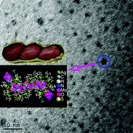 Graphical abstract: Self-assembly of an unprecedented polyoxomolybdate anion [Mo20O66]12− in a giant peanut-like 62-core silver-thiolate nanocluster