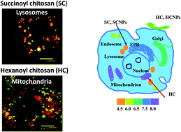 Graphical abstract: Intracellular sorting of differently charged chitosan derivatives and chitosan-based nanoparticles