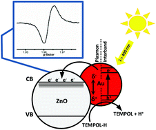 Graphical abstract: Modulation of the electron transfer processes in Au–ZnO nanostructures
