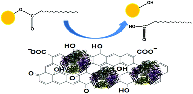 Graphical abstract: Graphene oxide immobilized enzymes show high thermal and solvent stability