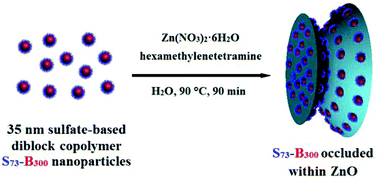 Graphical abstract: Sulfate-based anionic diblock copolymer nanoparticles for efficient occlusion within zinc oxide