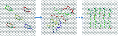 Graphical abstract: A novel form of β-strand assembly observed in Aβ33–42 adsorbed onto graphene