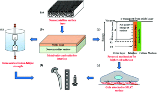 Graphical abstract: Enhancing the mechanical and biological performance of a metallic biomaterial for orthopedic applications through changes in the surface oxide layer by nanocrystalline surface modification