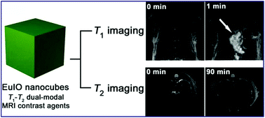 Graphical abstract: Europium-engineered iron oxide nanocubes with high T1 and T2 contrast abilities for MRI in living subjects