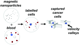 Graphical abstract: Velocity valleys enable efficient capture and spatial sorting of nanoparticle-bound cancer cells