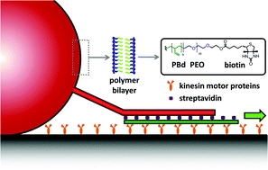 Graphical abstract: Dynamic assembly of polymer nanotube networks via kinesin powered microtubule filaments