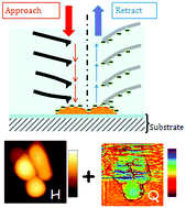 Graphical abstract: An in vivo study of electrical charge distribution on the bacterial cell wall by atomic force microscopy in vibrating force mode