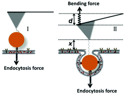 Graphical abstract: Recording the dynamic endocytosis of single gold nanoparticles by AFM-based force tracing