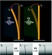 Graphical abstract: A light-driven supramolecular nanowire actuator