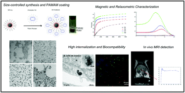 Graphical abstract: Design and optimization of lipid-modified poly(amidoamine) dendrimer coated iron oxide nanoparticles as probes for biomedical applications