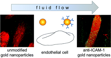 Graphical abstract: The influence of flow, shear stress and adhesion molecule targeting on gold nanoparticle uptake in human endothelial cells
