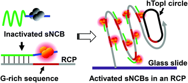 Graphical abstract: NanoCluster Beacons as reporter probes in rolling circle enhanced enzyme activity detection