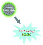Graphical abstract: Can graphene quantum dots cause DNA damage in cells?