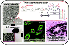 Graphical abstract: Diels–Alder functionalized carbon nanotubes for bone tissue engineering: in vitro/in vivo biocompatibility and biodegradability