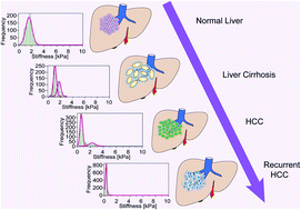 Graphical abstract: The nanomechanical signature of liver cancer tissues and its molecular origin