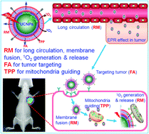 Graphical abstract: Erythrocyte membrane-coated NIR-triggered biomimetic nanovectors with programmed delivery for photodynamic therapy of cancer