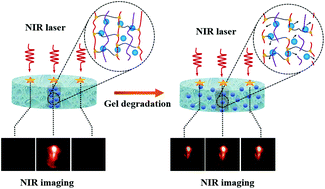 Graphical abstract: Real-time, non-invasive monitoring of hydrogel degradation using LiYF4:Yb3+/Tm3+ NIR-to-NIR upconverting nanoparticles