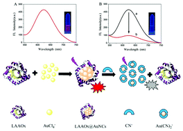 Graphical abstract: Highly selective and sensitive nanoprobes for cyanide based on gold nanoclusters with red fluorescence emission