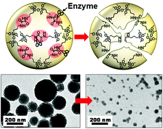Graphical abstract: Enzymatically degradable hybrid organic–inorganic bridged silsesquioxane nanoparticles for in vitro imaging