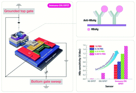 Graphical abstract: A self-amplified transistor immunosensor under dual gate operation: highly sensitive detection of hepatitis B surface antigen