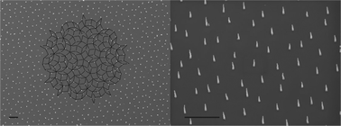 Graphical abstract: Visible diffraction from quasi-crystalline arrays of carbon nanotubes