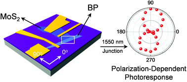 Graphical abstract: Anisotropic photocurrent response at black phosphorus–MoS2 p–n heterojunctions