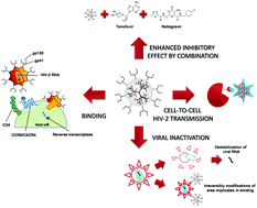 Graphical abstract: Development of water-soluble polyanionic carbosilane dendrimers as novel and highly potent topical anti-HIV-2 microbicides