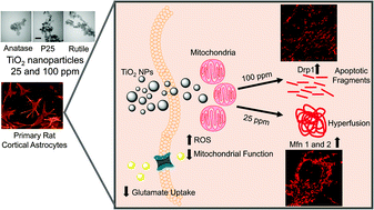 Graphical abstract: Mitochondrial dysfunction and loss of glutamate uptake in primary astrocytes exposed to titanium dioxide nanoparticles