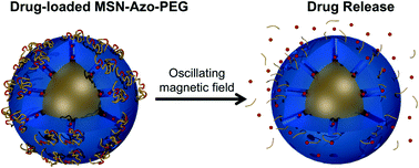 Graphical abstract: Magnetic field activated drug delivery using thermodegradable azo-functionalised PEG-coated core–shell mesoporous silica nanoparticles
