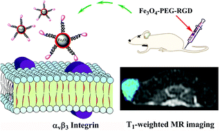 Graphical abstract: RGD-functionalized ultrasmall iron oxide nanoparticles for targeted T1-weighted MR imaging of gliomas