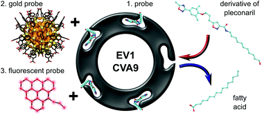 Graphical abstract: Hydrophobic pocket targeting probes for enteroviruses