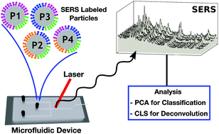 Graphical abstract: Quantitative multiplexed simulated-cell identification by SERS in microfluidic devices
