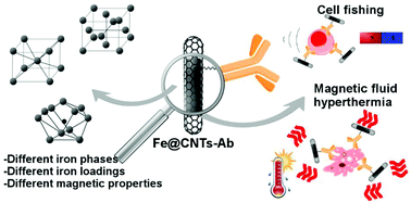 Graphical abstract: Biotechnological promises of Fe-filled CNTs for cell shepherding and magnetic fluid hyperthermia applications