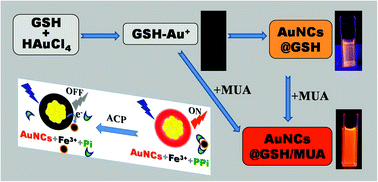Graphical abstract: Synthesis of functionalized fluorescent gold nanoclusters for acid phosphatase sensing