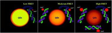 Graphical abstract: Highly sensitive detection of DNA methylation levels by using a quantum dot-based FRET method