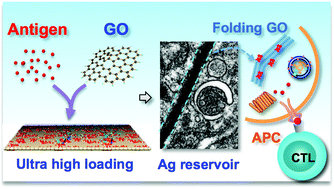 Graphical abstract: Exploration of graphene oxide as an intelligent platform for cancer vaccines