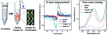 Graphical abstract: Enhanced nonlinear optical characteristics of copper-ion-doped double crossover DNAs