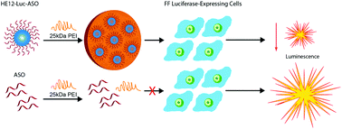 Graphical abstract: Antisense precision polymer micelles require less poly(ethylenimine) for efficient gene knockdown