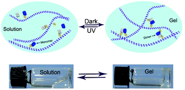 Graphical abstract: Rational design of a photo-responsive UVR8-derived protein and a self-assembling peptide–protein conjugate for responsive hydrogel formation