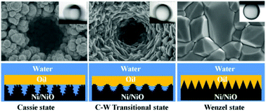 Graphical abstract: The design of underwater superoleophobic Ni/NiO microstructures with tunable oil adhesion