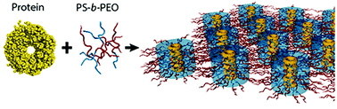 Graphical abstract: Protein nanorings organized by poly(styrene-block-ethylene oxide) self-assembled thin films