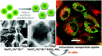 Graphical abstract: Silica-modified monodisperse hexagonal lanthanide nanocrystals: synthesis and biological properties