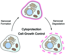 Graphical abstract: Chemical sporulation and germination: cytoprotective nanocoating of individual mammalian cells with a degradable tannic acid–FeIII complex