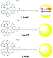 Graphical abstract: Ru(ii)-polypyridyl surface functionalised gold nanoparticles as DNA targeting supramolecular structures and luminescent cellular imaging agents