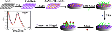 Graphical abstract: Shape-controlled gold nanoparticles supported on MoS2 nanosheets: synergistic effect of thionine and MoS2 and their application for electrochemical label-free immunosensing