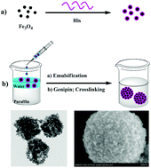 Graphical abstract: A colloidal assembly approach to synthesize magnetic porous composite nanoclusters for efficient protein adsorption