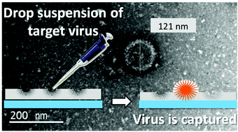 Graphical abstract: Rapid and selective detection of viruses using virus-imprinted polymer films