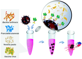 Graphical abstract: Engineered nanoconstructs for the multiplexed and sensitive detection of high-risk pathogens