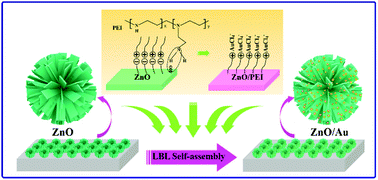 Graphical abstract: Controllable assembly of well-defined monodisperse Au nanoparticles on hierarchical ZnO microspheres for enhanced visible-light-driven photocatalytic and antibacterial activity
